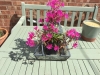 Village Cottage Garden 2020