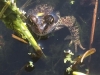Tarrington Frog